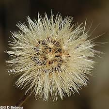 Attēlu rezultāti vaicājumam “Hieracium umbellatum bud”