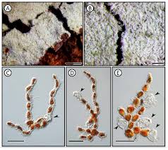 Attēlu rezultāti vaicājumam “Trentepohlia sp.”