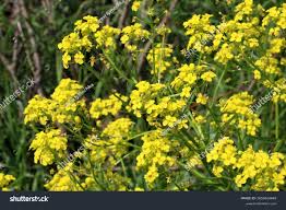 Attēlu rezultāti vaicājumam “Bunias orientalis bud”