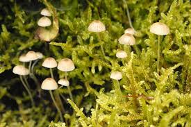 Attēlu rezultāti vaicājumam “Mycena epipterygia”