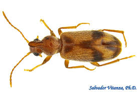 Attēlu rezultāti vaicājumam “Anthicidae”