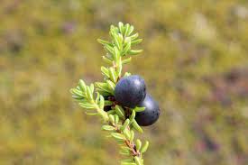 Attēlu rezultāti vaicājumam “Empetrum nigrum”