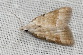 Attēlu rezultāti vaicājumam “Nola aerugula”