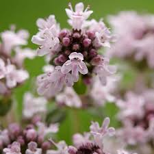 Attēlu rezultāti vaicājumam “Thymus serpyllum flower”