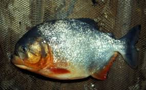 Image result for Prestatyn Piranhas