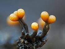 Attēlu rezultāti vaicājumam “Trichia ambigua”