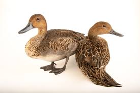 Attēlu rezultāti vaicājumam “Anas acuta”