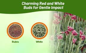 Attēlu rezultāti vaicājumam “Antennaria dioica fruit”