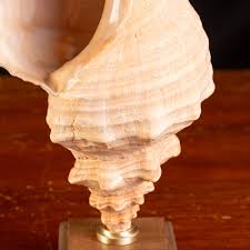 Image result for Triplofusus giganteus