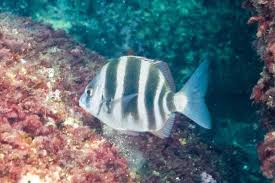 Image result for Diplodus cervinus