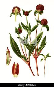 Image result for Kugelamarant