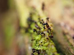 Attēlu rezultāti vaicājumam “Cribraria cancellata young”