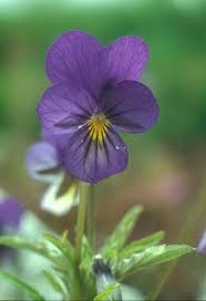 Image result for Veilchen