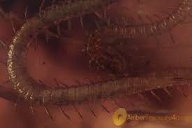 Attēlu rezultāti vaicājumam “Geophilidae”