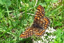 Attēlu rezultāti vaicājumam “Euphydryas maturna underside”