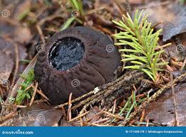 Attēlu rezultāti vaicājumam “Sarcosoma globosum”