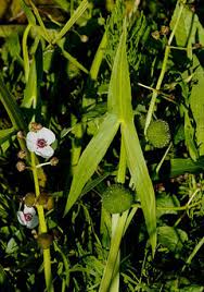 Attēlu rezultāti vaicājumam “Sagittaria sagittifolia leaf”