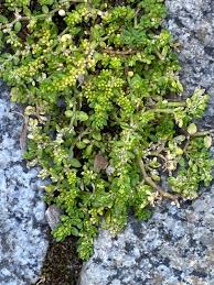 Attēlu rezultāti vaicājumam “Herniaria glabra”