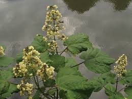 Attēlu rezultāti vaicājumam “Catalpa ovata”