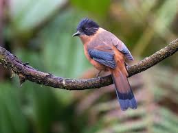 Attēlu rezultāti vaicājumam “Rabdophaga heterobia”