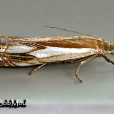 Attēlu rezultāti vaicājumam “Crambus silvella”