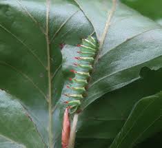 Attēlu rezultāti vaicājumam “Capsus ater imago”