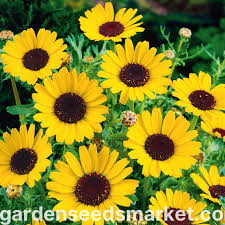 Image result for Chrysanthemum segetum