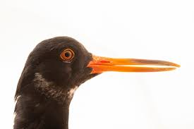Attēlu rezultāti vaicājumam “Haematopus ostralegus”