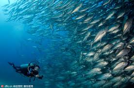 Image result for Tornado Divers