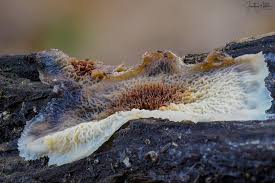 Attēlu rezultāti vaicājumam “Leucogyrophana mollusca”