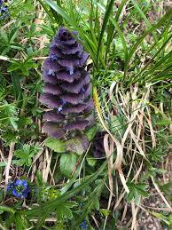 Attēlu rezultāti vaicājumam “Ajuga pyramidalis”