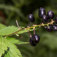 Image result for Christophskraut