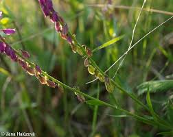 Attēlu rezultāti vaicājumam “Polygala comosa flower”