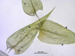 Attēlu rezultāti vaicājumam “Drepanocladus aduncus”