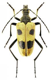 Attēlu rezultāti vaicājumam “Pachyta quadrimaculata”