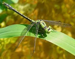Attēlu rezultāti vaicājumam “Ophiogomphus cecilia”