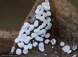 Attēlu rezultāti vaicājumam “Diderma effusum spores”