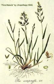 Attēlu rezultāti vaicājumam “Poa compressa leaf”