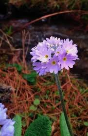 Attēlu rezultāti vaicājumam “Primula farinosa bud”