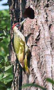 Attēlu rezultāti vaicājumam “Picus viridis nest”