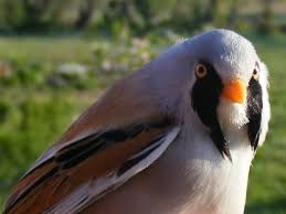 Attēlu rezultāti vaicājumam “Panurus biarmicus male”