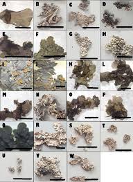Attēlu rezultāti vaicājumam “Collema flaccidum”