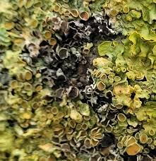 Attēlu rezultāti vaicājumam “Xanthoriicola physciae”