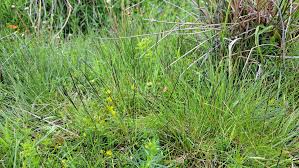 Attēlu rezultāti vaicājumam “Nardus stricta fruit”