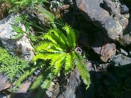 Attēlu rezultāti vaicājumam “Polystichum lonchitis”