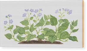 Image result for Omphalodes verna