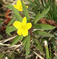 Attēlu rezultāti vaicājumam “Anemone ranunculoides leaf”