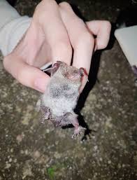 Attēlu rezultāti vaicājumam “Myotis daubentonii”