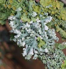 Attēlu rezultāti vaicājumam “Physcia adscendens”