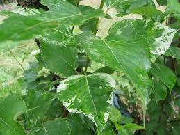 Attēlu rezultāti vaicājumam “Populus x jackii”